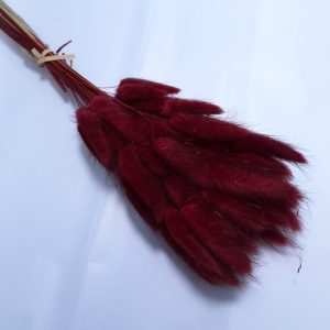 Buchet Lagurus, culoare grena - ROC FD 8