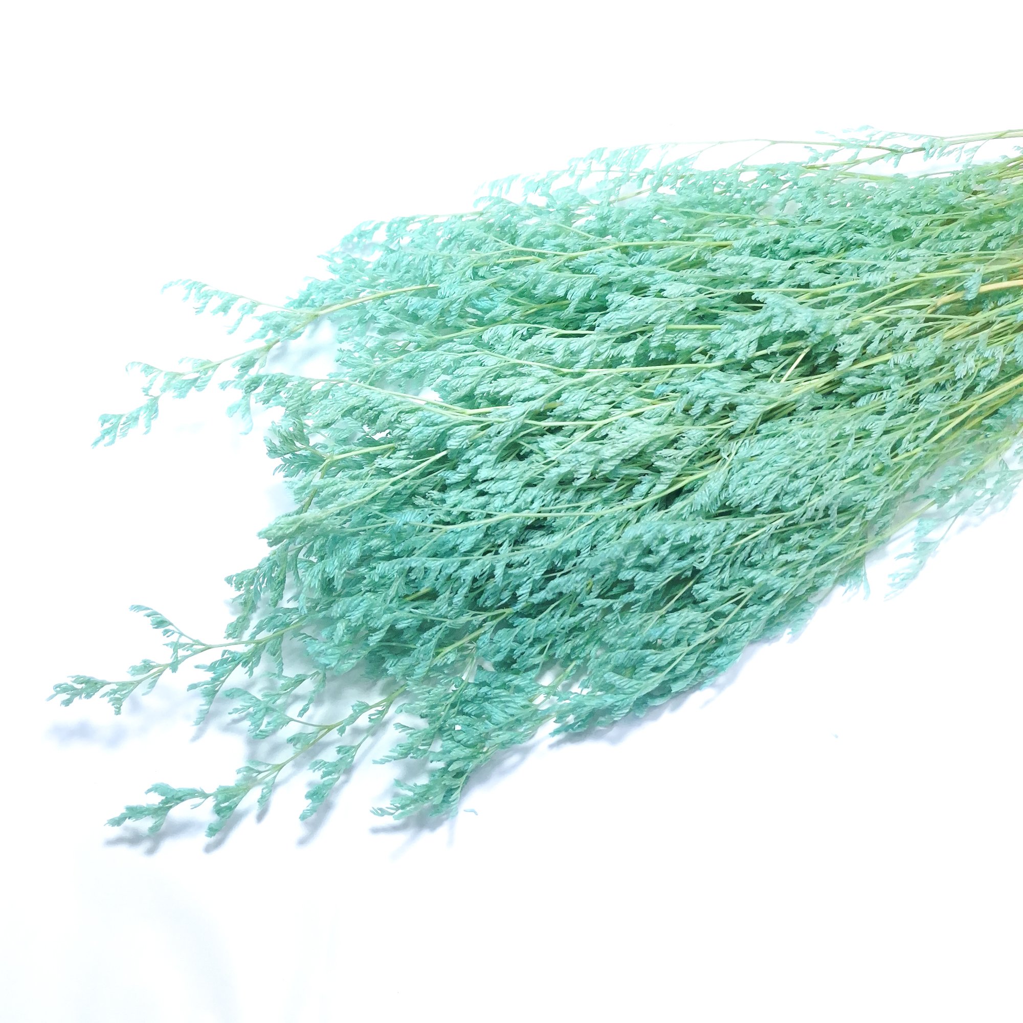 1000054662.jpg Limonium criogenat, culoare turcoaz - ROC FD17 - imagine 1