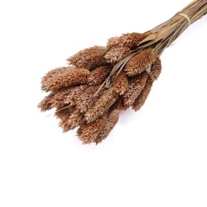 Phalaris, culoare maro - ROC FD25