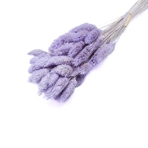 Phalaris, culoare lila deschis - ROC FD25