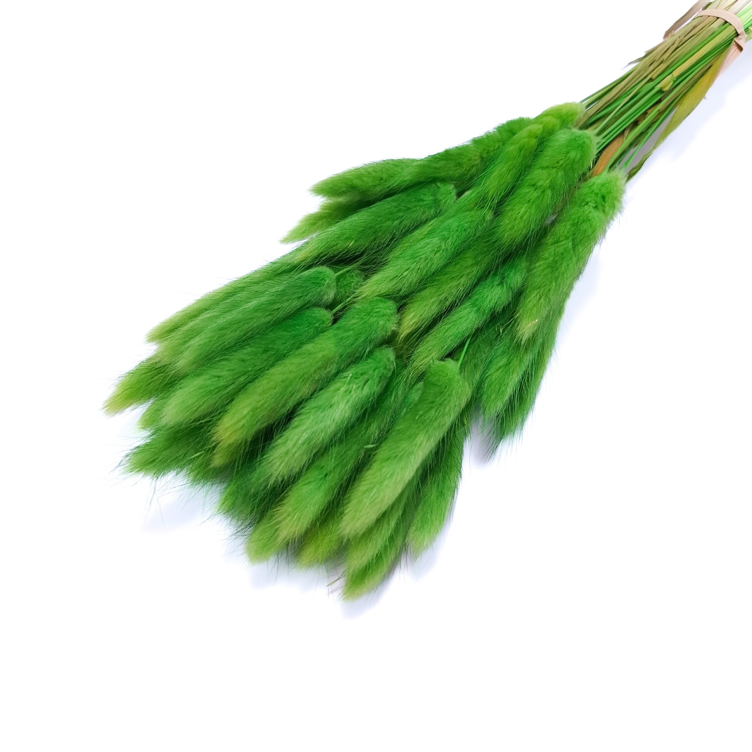 FD8GREEN.jpg Buchet Lagurus, culoare verde - ROC FD8 - imagine 1